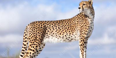 チーター映画