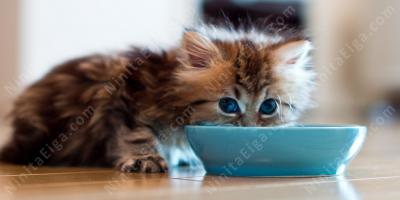子猫映画