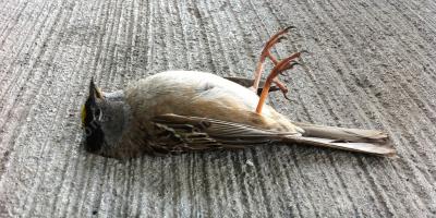 死んだ鳥映画