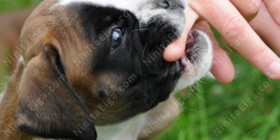 犬に噛まれた映画