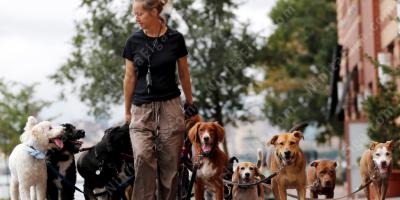 犬の散歩者映画
