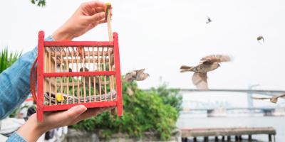 動物の解放映画