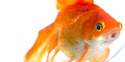 金魚映画