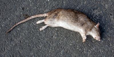 死んだネズミ映画