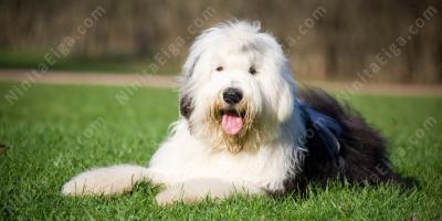 牧羊犬映画