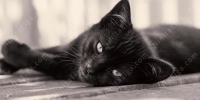 黒猫映画