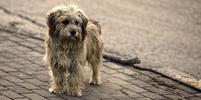 野良犬映画
