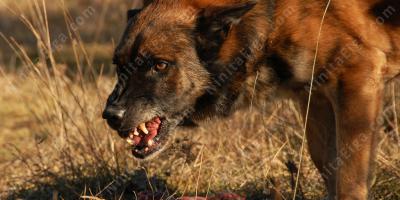 犬に殺された映画