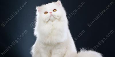 白い猫映画