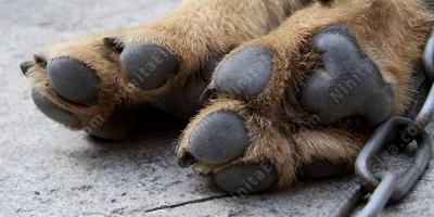 死んだ犬映画