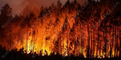山火事映画
