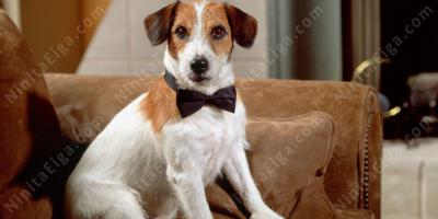 動物俳優映画