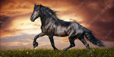 種牡馬映画