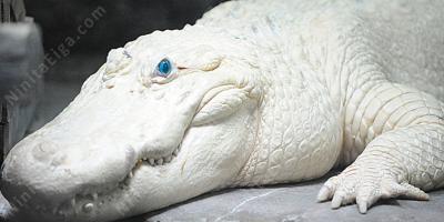 アルビノ映画